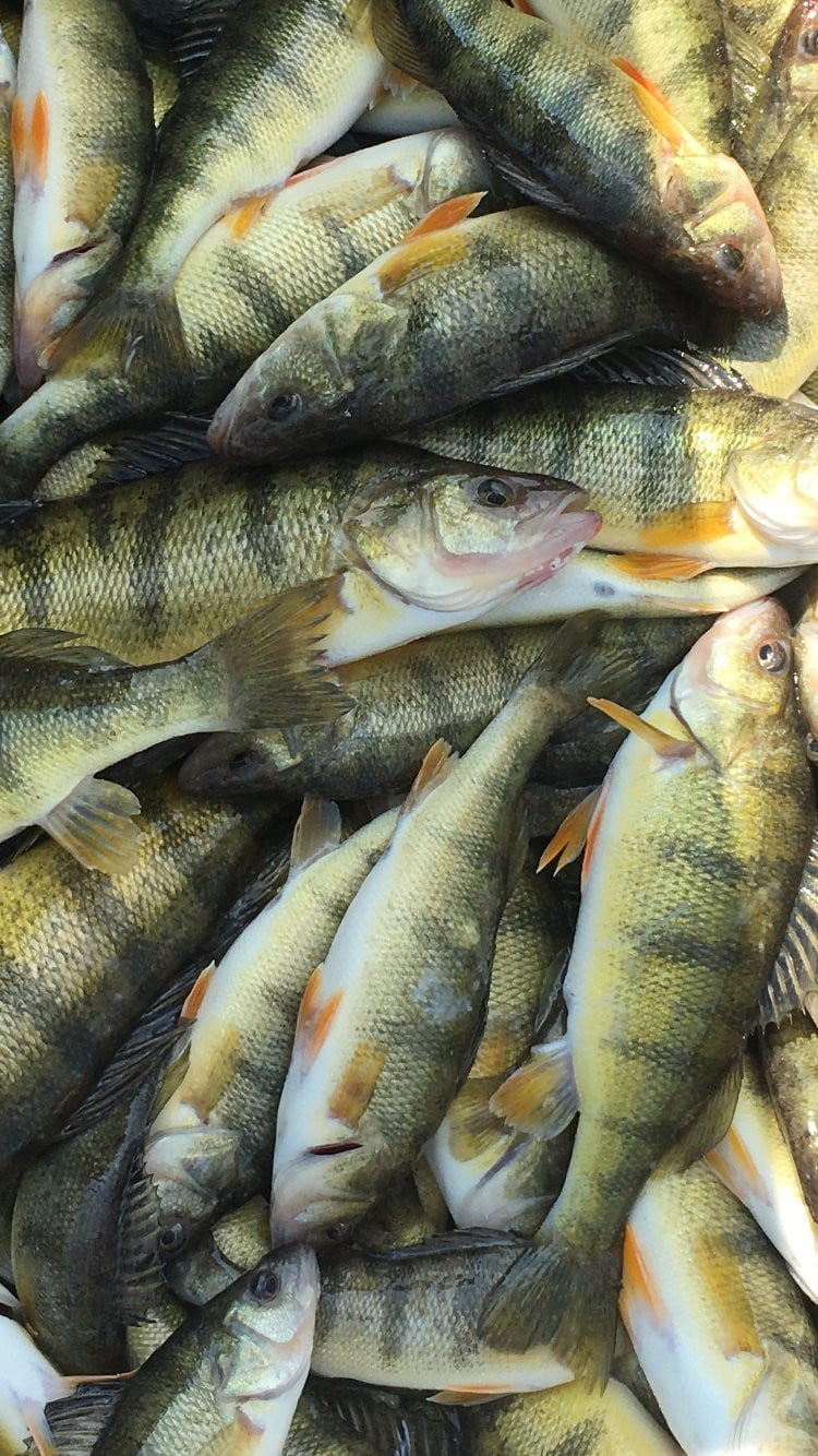 Lake Perch Fillet Tray Pack