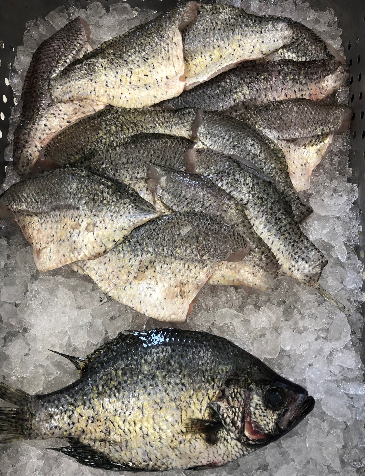 Crappie