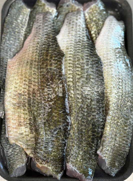 White Perch